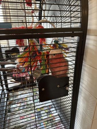 Image 4 of Unsexed Galah parrot for sale