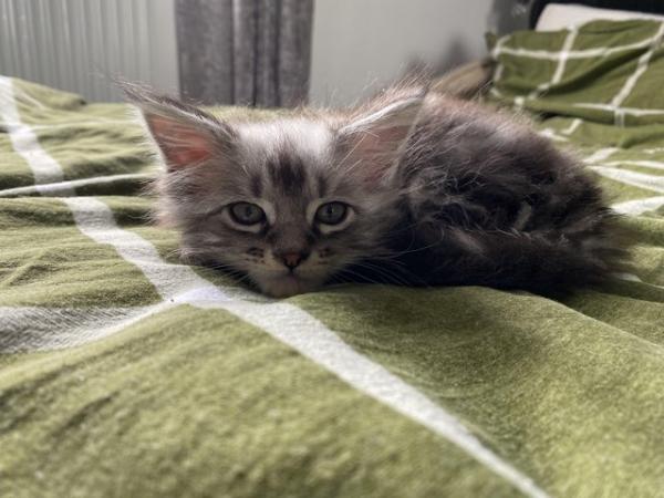 Image 3 of ?? Reduced ?? 3 Stunning Maincoon baby’s