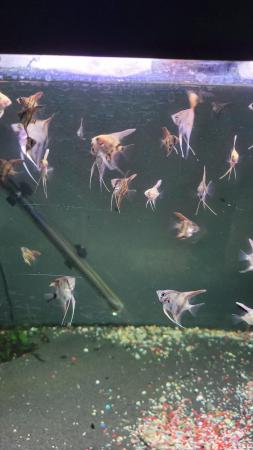 Image 5 of Young Marble angel fish, very healthy feeding well