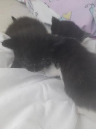 Image 5 of Kittens for sale x2 ready first week of may