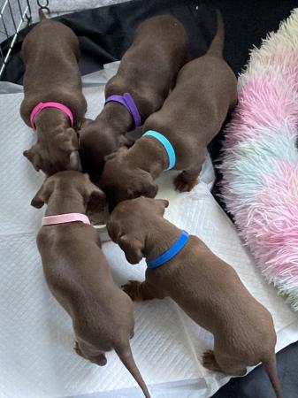 Image 4 of Miniature Dachshund puppies