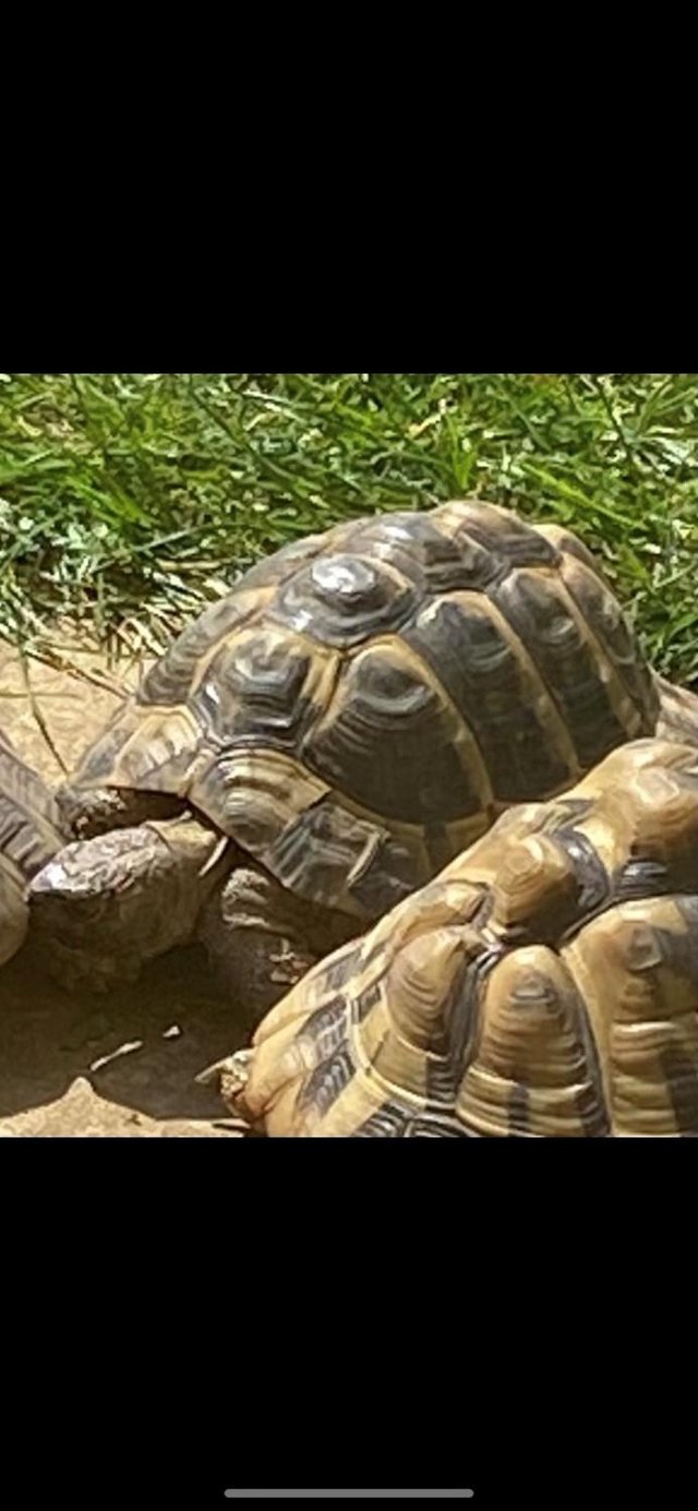 Preview of the first image of 13 year old Male Hermanns Tortoise.