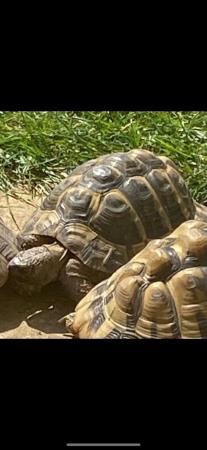 Image 1 of 13 year old Male Hermanns Tortoise