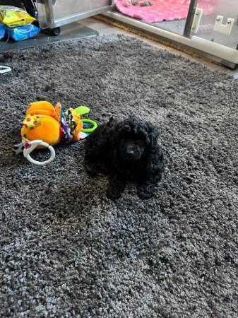 Image 5 of KC TOY POODLE PUPPIES BLACK MALE ONLY