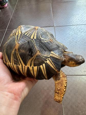 Image 4 of Tortoise (Radiated) 2019