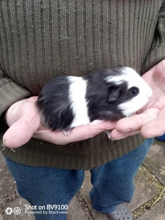 Image 4 of Sheltie guinea pig available