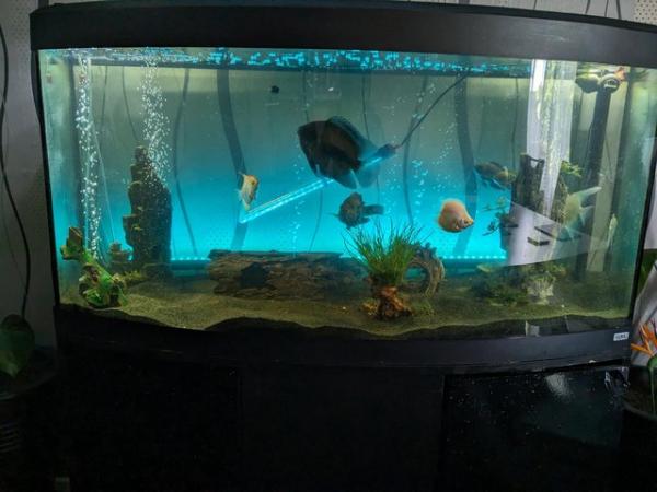 Image 2 of *REDUCED* Fluval Vicenza 4ft Bow Front Tank