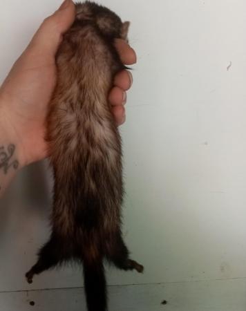 Image 3 of Micro sable jill ferret 2 years old