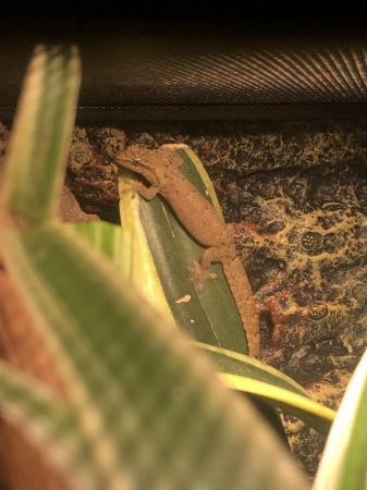 Image 6 of Mourning Gecko For Sale