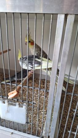 Image 1 of Young cockatiel hand tammed for sale