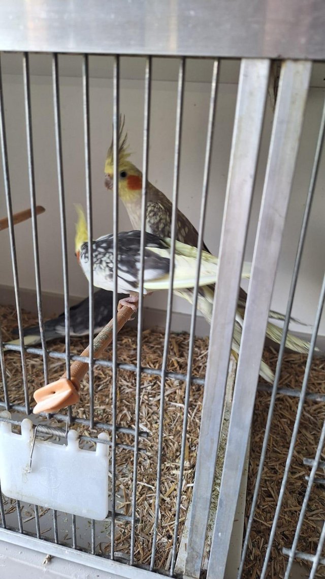 Preview of the first image of Young cockatiel hand tammed for sale.