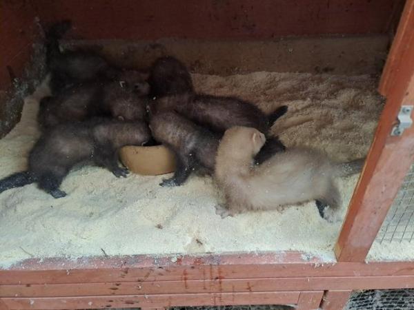 Image 3 of ferret kits for sale now 8 weeks......hand tame......