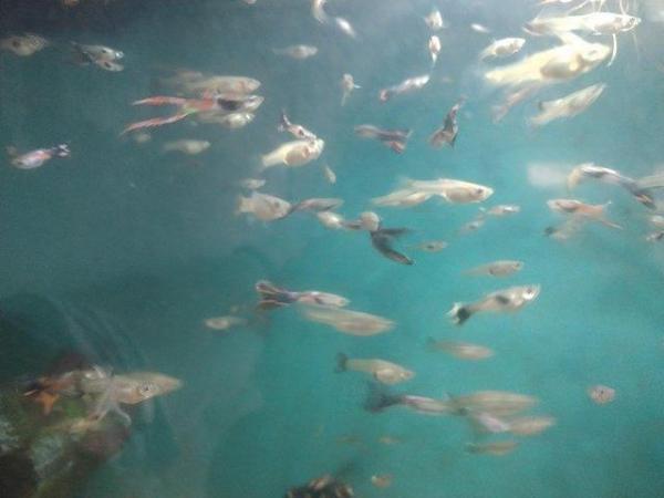 Image 2 of Guppy males and females for sale
