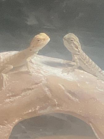 Image 5 of Baby bearded dragons for sale