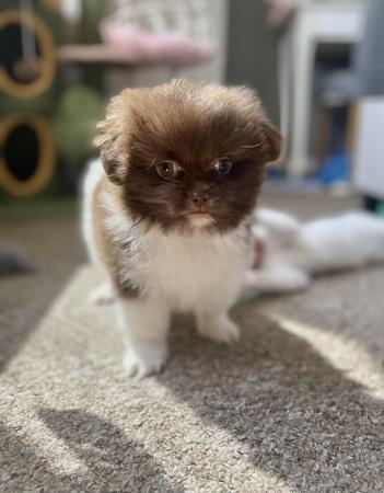 Image 21 of Ready Now Beautiful Pom shih pups 1 female 1 male
