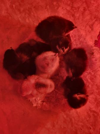 Image 2 of Pure Pekin Bantam Chicks