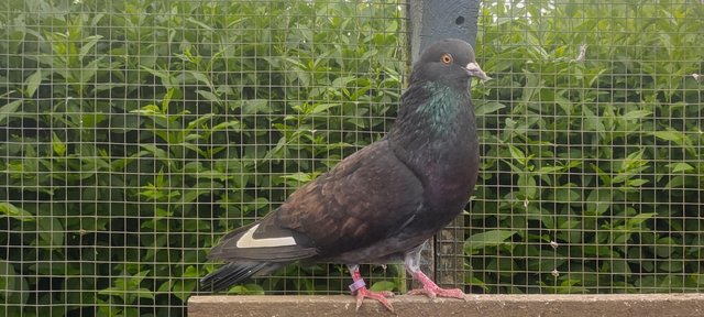 Image 3 of Beautiful Pigeons for sale
