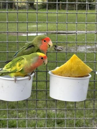 Image 4 of Rehoming space available finches to parrots