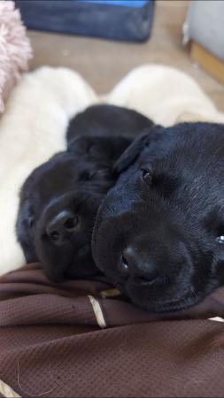 Image 1 of Kc reg lab puppies by health tested parents