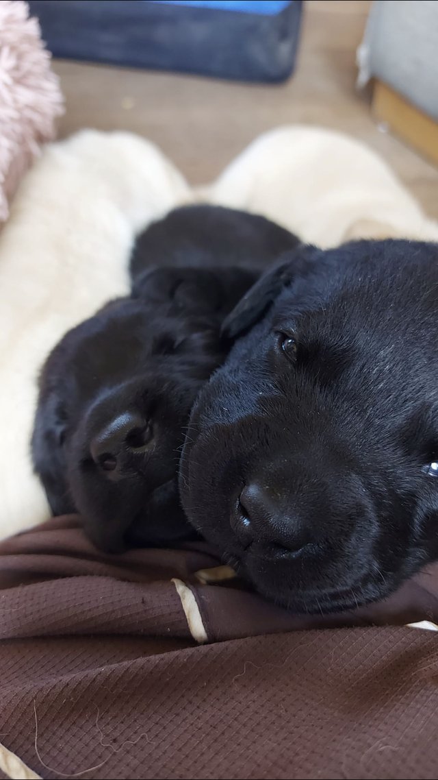 Preview of the first image of Kc reg lab puppies by health tested parents.