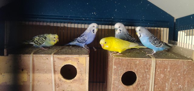Image 2 of Selling budgies, ages between 2 years and 4 years.