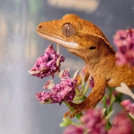 Image 1 of Gecko's Gecko's Geckos!