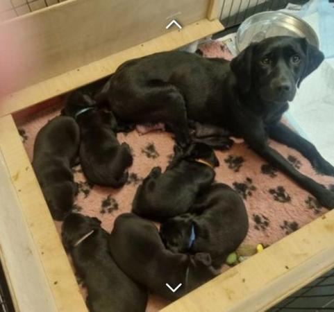 Image 7 of KC registered Black labrador puppy for sale