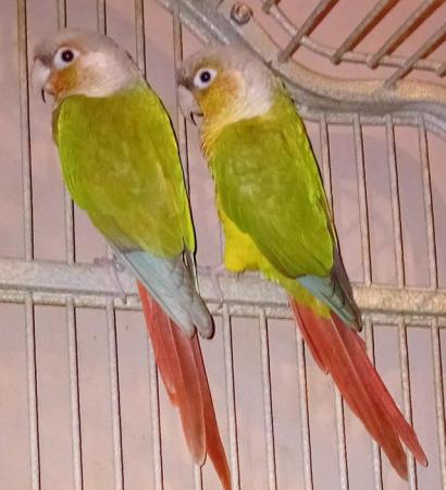 Image 2 of Unsexed pair pineapple conure parrots