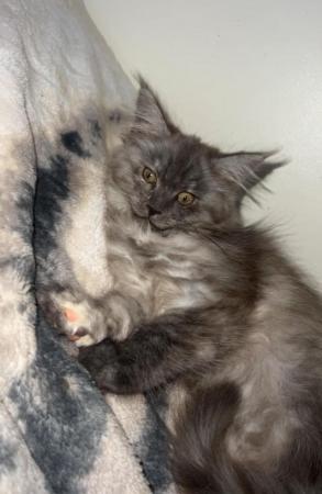 Image 1 of Last girl PureBred MaineCoon Kittens ...