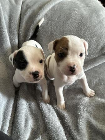 Image 9 of Beautiful playful staff cross alapha pups ONLY 2 LEFT!