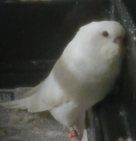 Image 3 of Two beautiful baby budgies