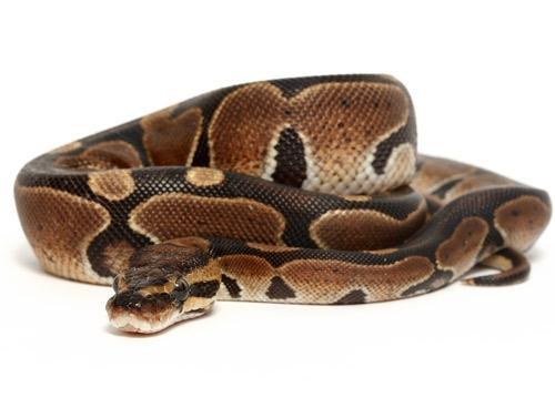 Image 3 of NEW...ROYAL PYTHON MORPHS & OTHER SNAKES NOW IN STOCK