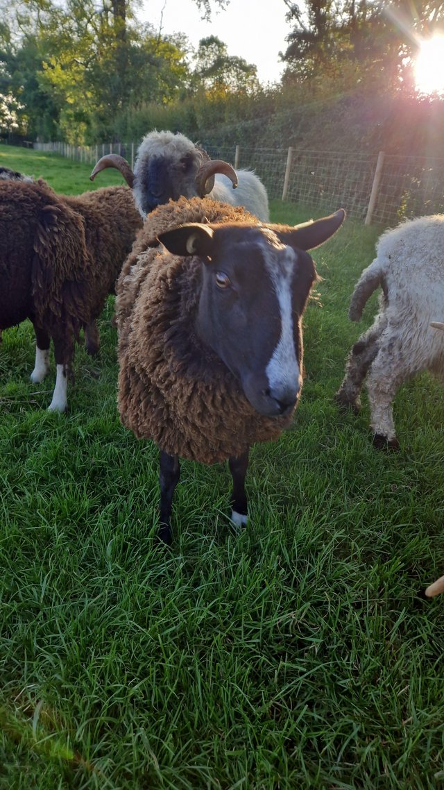 Preview of the first image of Very well bred Zwartble shearling ram.