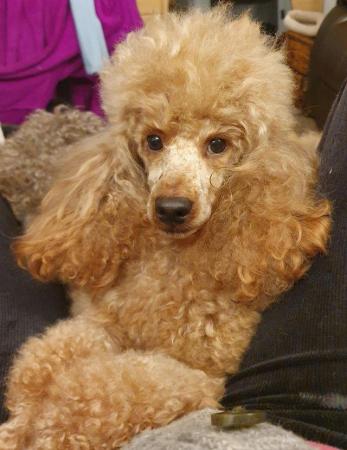 Image 58 of RED KC REG TOY POODLE FOR STUD ONLY! HEALTH TESTED