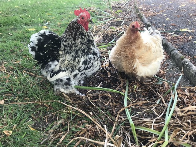 Preview of the first image of Wanted bantam hens -pekin/silkie/polish.