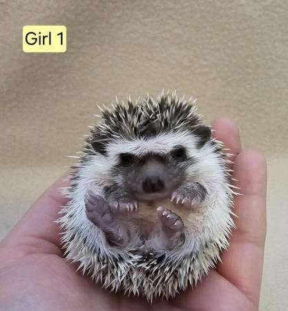 Image 7 of African Pygmy Hedgehogs - APH Club UK Approved breeder