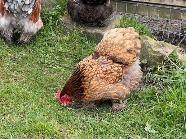 Image 2 of Two Gold Laced Pekin Bantam Hens Chickens