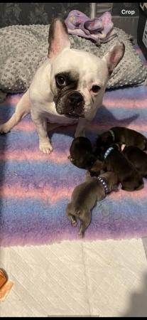 Image 3 of Five adorable french bulldog puppies