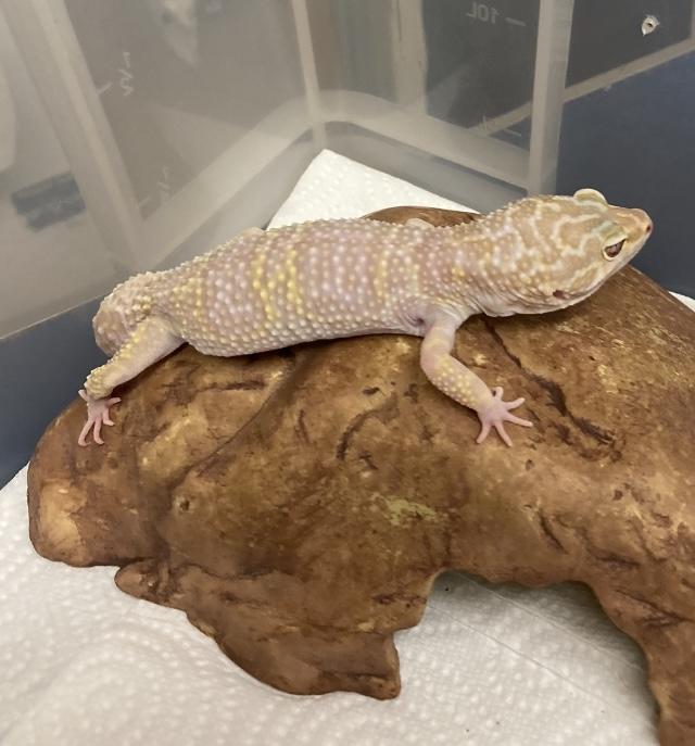 Preview of the first image of Easy to handle adult male leopard gecko tremper albino.