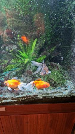 Image 4 of Jewel 120 fish tank and 5 fantail goldfish