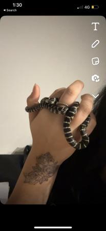 Image 4 of Florida king snake unsexed comes with Vic
