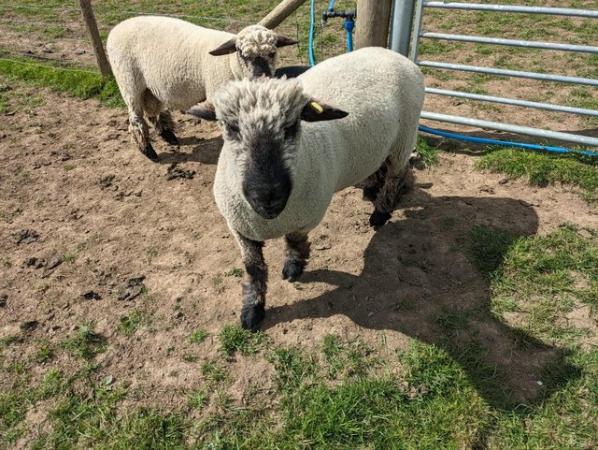 Image 3 of 2 year old Oxford Down tup for sale