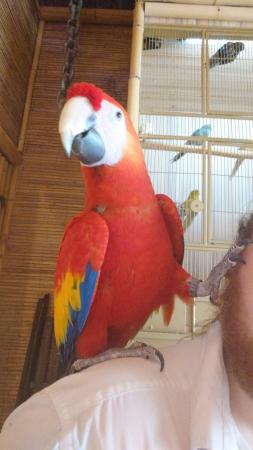 Image 3 of Mango the Scarlet Macaw Now Available