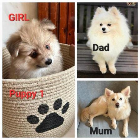 Image 2 of Gorgeous Pomsky F2 Puppies for sale