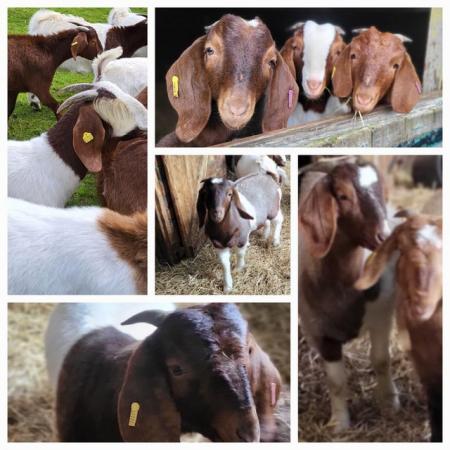 Image 4 of Beautiful Boer Goats Doelings Available