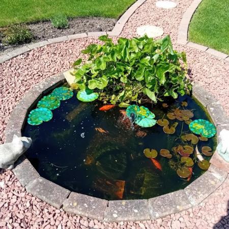 Image 1 of Pond Fish, all in one Pump and Plants