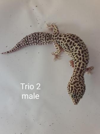 Image 5 of Adult proven breeding leopard gecko trios.