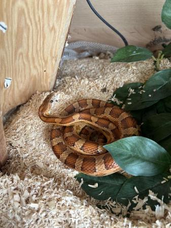 Image 4 of Boa constrictor and corn snakes for sale