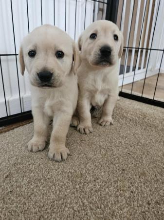 Image 4 of Ready Now!! Labrador Puppies
