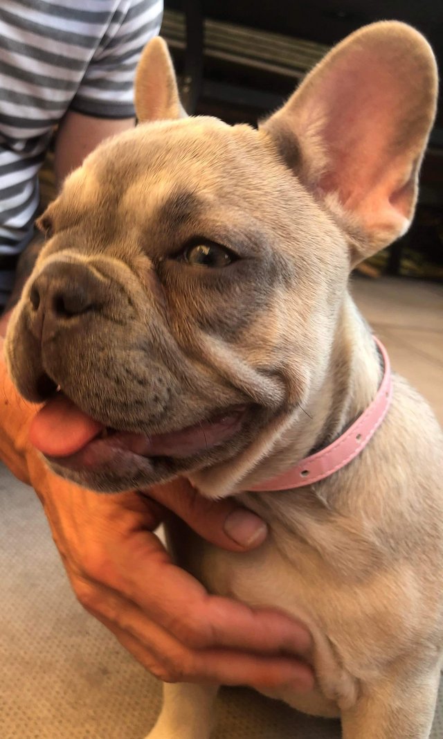Preview of the first image of Lilac fawn french bulldog.